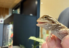 20260402 baardagamen site