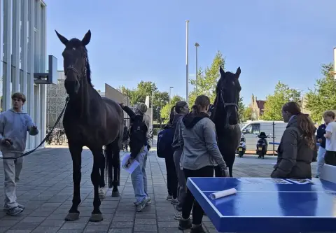 20261015 paarden site